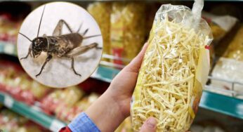 Supermercati, che simbolo trovo per riconoscere i cibi con farina di grillo?
