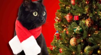 Come tenere al sicuro l’Albero di Natale dal tuo gatto? Spruzzaci questo e non corri rischi